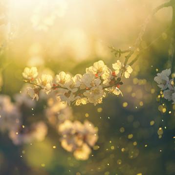 Allergy Allergy