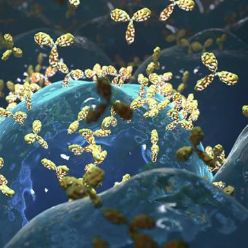 Autoimmunity Autoimmunity