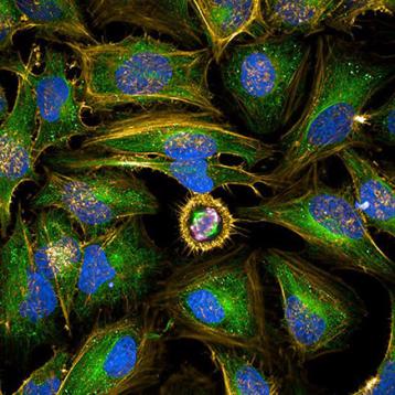 Cell Analysis