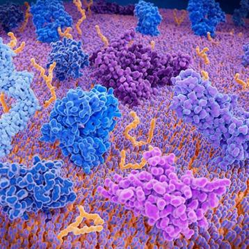 Protein Analysis